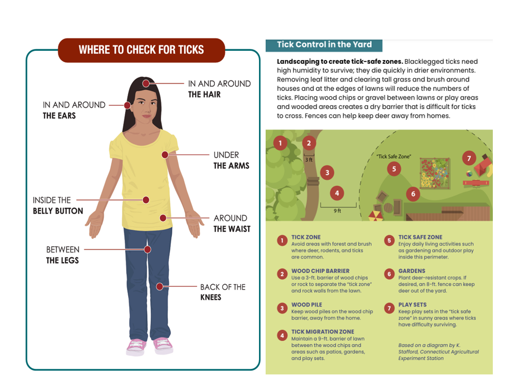 A graphic showing where to check for ticks: in and around hair and ears, in belly button, between legs, under arms, around waist, back of knees.