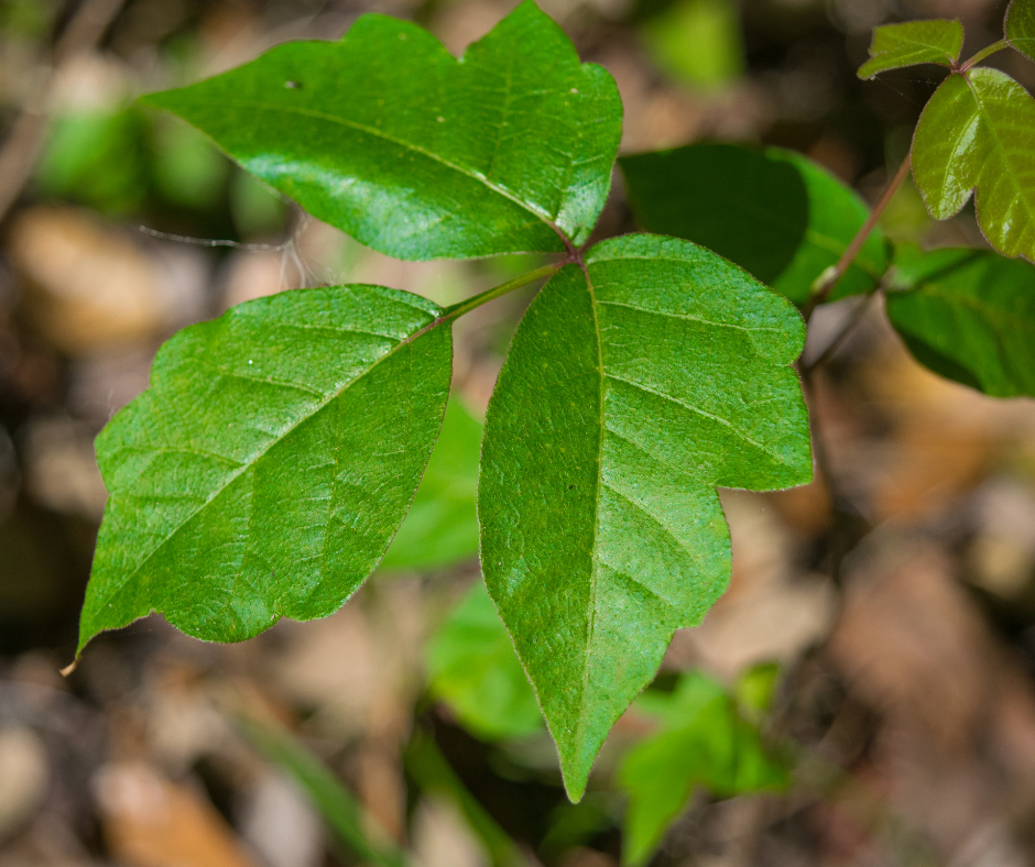 Poison Ivy, Oak and Sumac – What You Need To Know