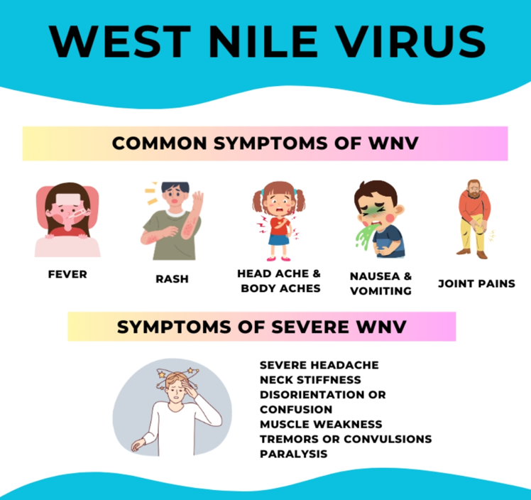 Graphics to demonstrate the following: Common symptoms of WNV: fever, rash, head ache and body aches, nausea and vomiting, joint pains. Symptoms of severe WNV: severe headache, neck stiffness, disorientation or confusion, muscle weakness, tremors or convulsions, paralysys