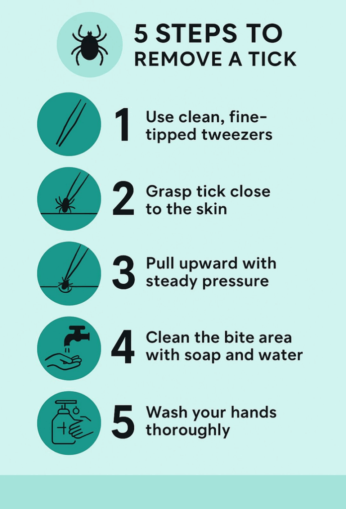Graphic listing 5 steps to remove a tick: 1. use clean, fine-tipped tweezers 2. grasp tick close to the skin 3. pull upward with steady pressure 4. clean the bite area with soap and water 5. wash your hands thoroughly 